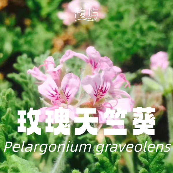 玫瑰天竺葵