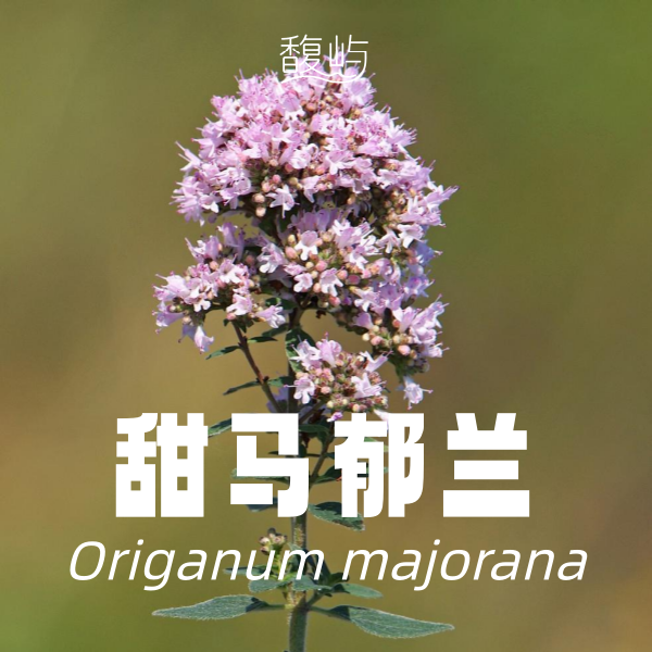 甜马郁兰